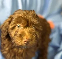 DarkChocolate, a female Shih Tzu and Poodle - Miniature  for sale in Beresford, SD – 4 of 8