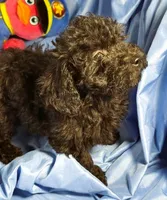 Black, a female Shih Tzu and Poodle - Miniature  for sale in Beresford, SD – 5 of 6