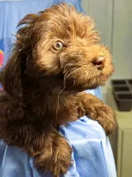 DarkChocolate, a female Shih Tzu and Poodle - Miniature  for sale in Beresford, SD – 6 of 8