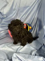 Black, a female Shih Tzu and Poodle - Miniature  for sale in Beresford, SD – 4 of 6