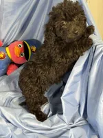Black, a female Shih Tzu and Poodle - Miniature  for sale in Beresford, SD – 1 of 6