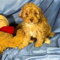 Cavapoo, a male Cavapoo for sale in Beresford, SD – 7 of 8