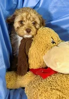 Cavapoo, a male Cavapoo for sale in Beresford, SD – 6 of 8