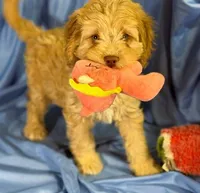 LgCavapoo, a male Cavapoo for sale in Beresford, SD – 2 of 8