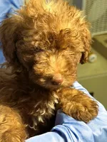 LightChocolate, a male Shih Tzu and Poodle - Miniature  for sale in Beresford, SD – 7 of 8