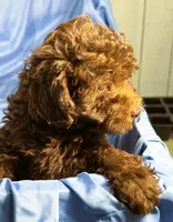 DarkChocolate, a male Shih Tzu and Poodle - Miniature  for sale in Beresford, SD – 5 of 8