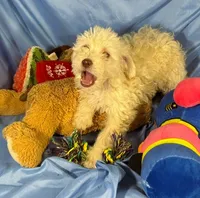 WhiteCarmel, a male Shih Tzu and Poodle - Miniature  for sale in Beresford, SD – 3 of 10