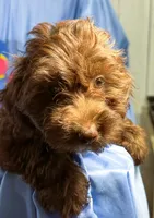 DarkChocolate, a female Shih Tzu and Poodle - Miniature  for sale in Beresford, SD – 3 of 8