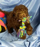 DarkChocolate, a male Shih Tzu and Poodle - Miniature  for sale in Beresford, SD – 3 of 8