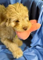 LgCavapoo, a male Cavapoo for sale in Beresford, SD – 7 of 8