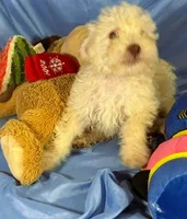 WhiteCarmel, a male Shih Tzu and Poodle - Miniature  for sale in Beresford, SD – 4 of 10