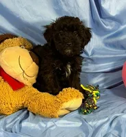 BlackWhiteStar, a female Shih Tzu and Poodle - Miniature  for sale in Beresford, SD – 4 of 5