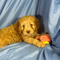 LgCavapoo, a male Cavapoo for sale in Beresford, SD – 3 of 8