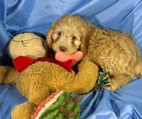 LgCavapoo, a male Cavapoo for sale in Beresford, SD – 6 of 8