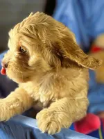 LgCavapoo, a male Cavapoo for sale in Beresford, SD – 4 of 8