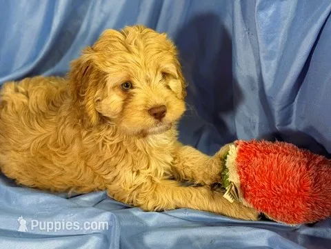 LgCavapoo – Cavapoo puppy for sale in Beresford, SD