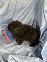 Black, a female Shih Tzu and Poodle - Miniature  for sale in Beresford, SD – 3 of 6