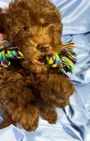 DarkChocolate, a male Shih Tzu and Poodle - Miniature  for sale in Beresford, SD – 6 of 8