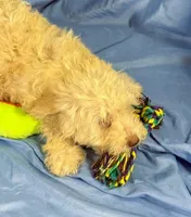 WhiteCarmel, a male Shih Tzu and Poodle - Miniature  for sale in Beresford, SD – 9 of 10