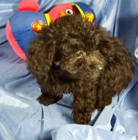 Black, a female Shih Tzu and Poodle - Miniature  for sale in Beresford, SD – 6 of 6