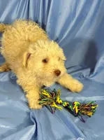 WhiteCarmel, a male Shih Tzu and Poodle - Miniature  for sale in Beresford, SD – 6 of 10