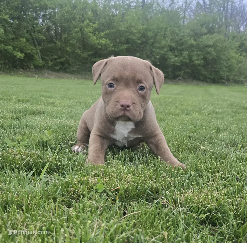 Grizzly – American Bully puppy for sale in West Milton, OH