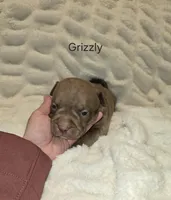 Grizzly, a male American Bully for sale in West Milton, OH – Photo 2 of 6
