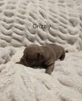 Grizzly, a male American Bully for sale in West Milton, OH – Photo 3 of 6