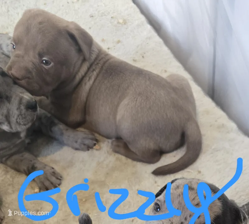 Grizzly – American Bully puppy for sale in West Milton, OH