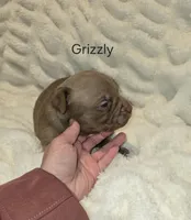 Grizzly, a male American Bully for sale in West Milton, OH – Photo 1 of 6