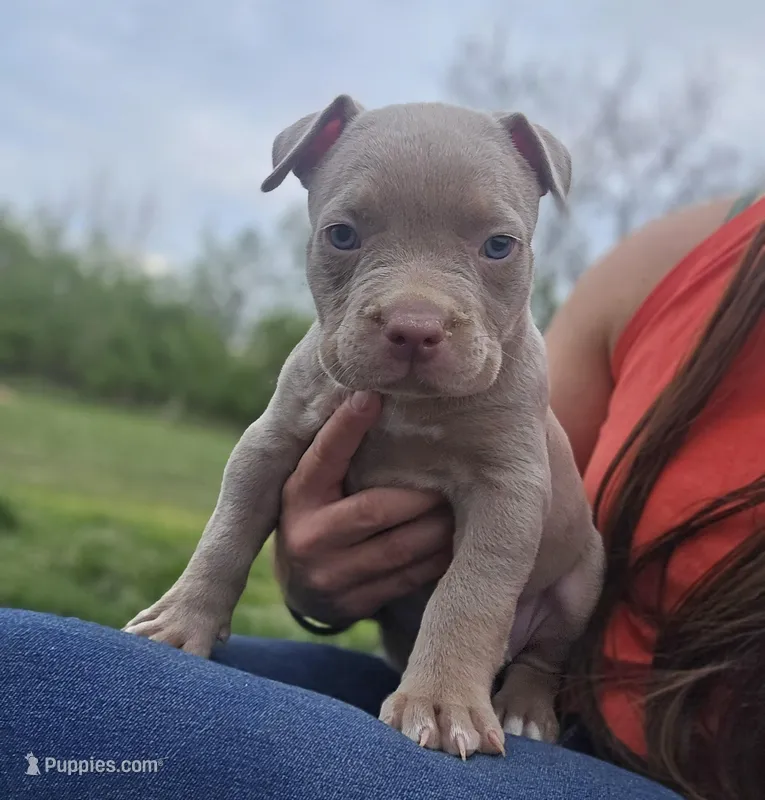Lilly – American Bully puppy for sale in West Milton, OH