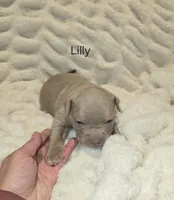 Lilly, a female American Bully for sale in West Milton, OH – Photo 2 of 7