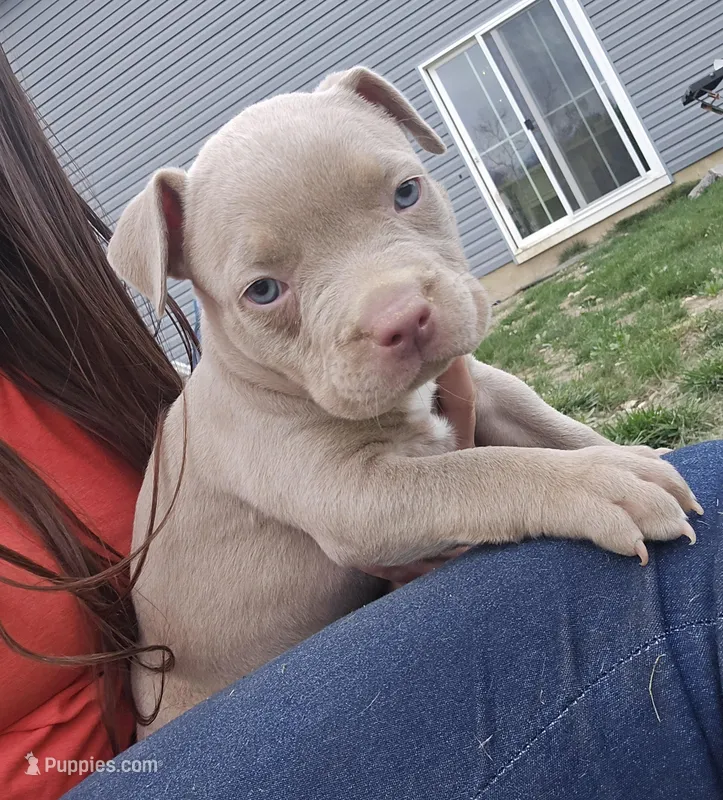 Lilly – American Bully puppy for sale in West Milton, OH