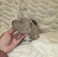 Lilly, a female American Bully for sale in West Milton, OH – Photo 4 of 7