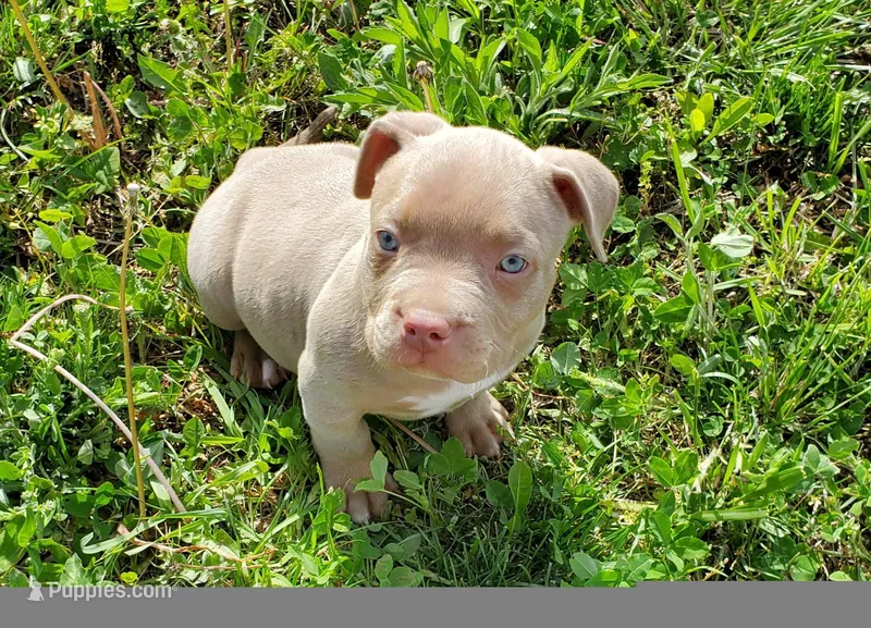 Lilly – American Bully puppy for sale in West Milton, OH