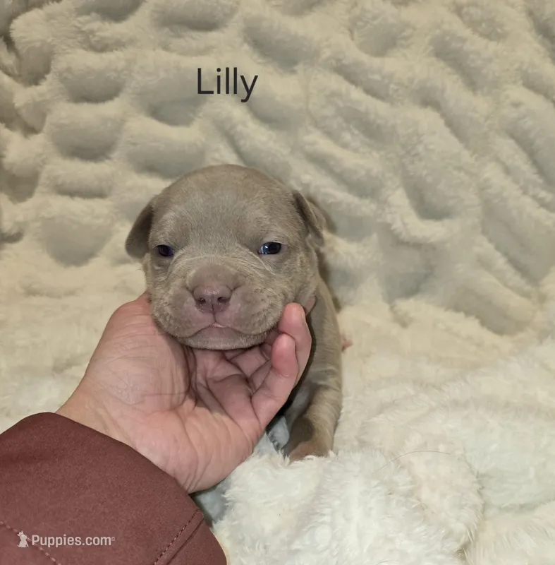 Lilly – American Bully puppy for sale in West Milton, OH