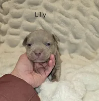 Lilly, a female American Bully for sale in West Milton, OH – Photo 1 of 7