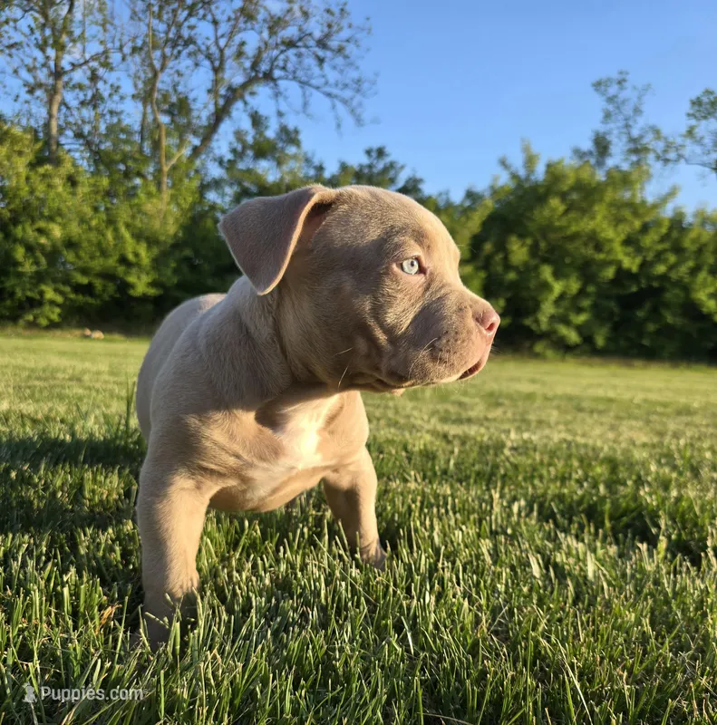 Lilly – American Bully puppy for sale in West Milton, OH