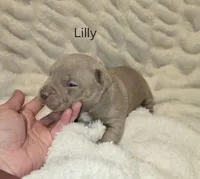 Lilly, a female American Bully for sale in West Milton, OH – Photo 3 of 7