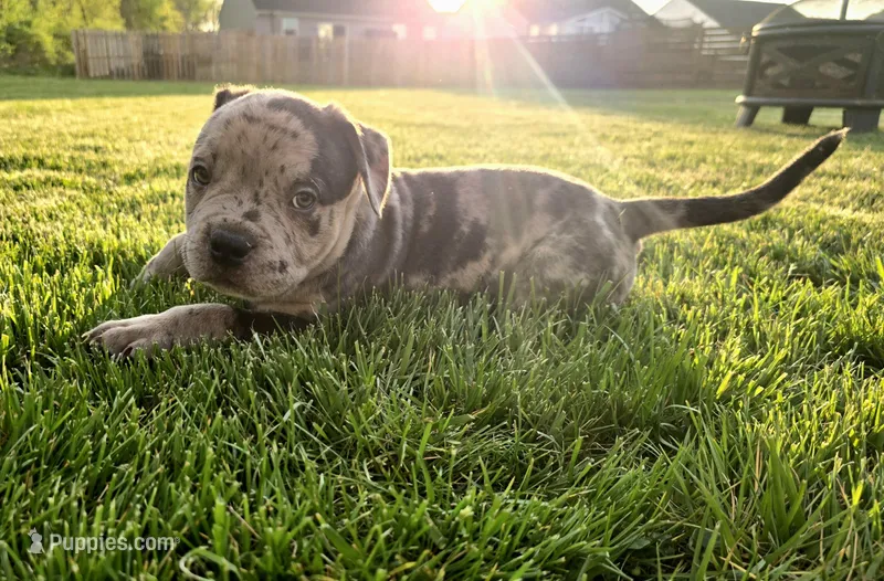 Rex  – American Bully puppy for sale in West Milton, OH