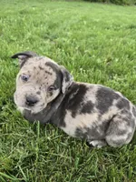 Rex , a male American Bully for sale in West Milton, OH – Photo 2 of 10