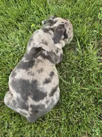 Rex , a male American Bully for sale in West Milton, OH – Photo 6 of 10