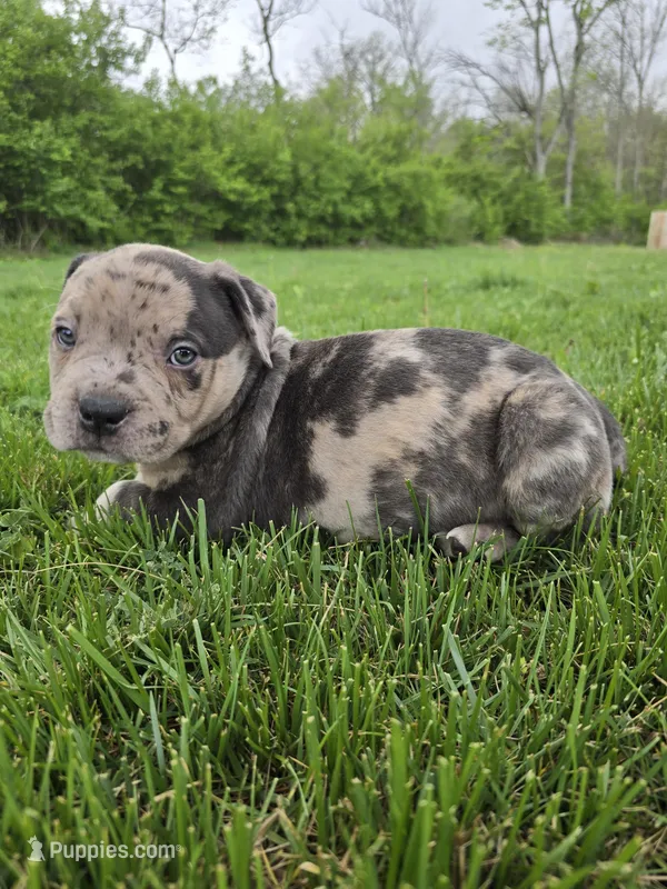 Rex  – American Bully puppy for sale in West Milton, OH