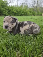 Rex , a male American Bully for sale in West Milton, OH – Photo 1 of 10