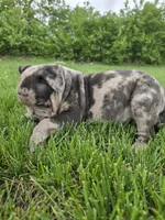 Rex , a male American Bully for sale in West Milton, OH – Photo 5 of 10