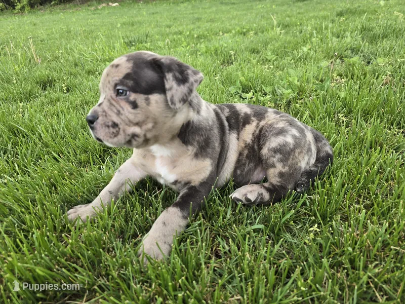 Rex  – American Bully puppy for sale in West Milton, OH