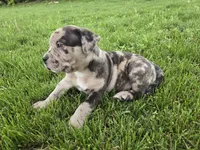 Rex , a male American Bully for sale in West Milton, OH – Photo 4 of 10