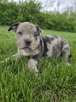 Rex , a male American Bully for sale in West Milton, OH – Photo 3 of 10