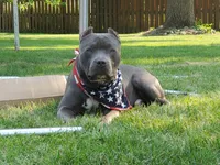 Princess , a female American Bully for sale in West Milton, OH – Photo 5 of 5