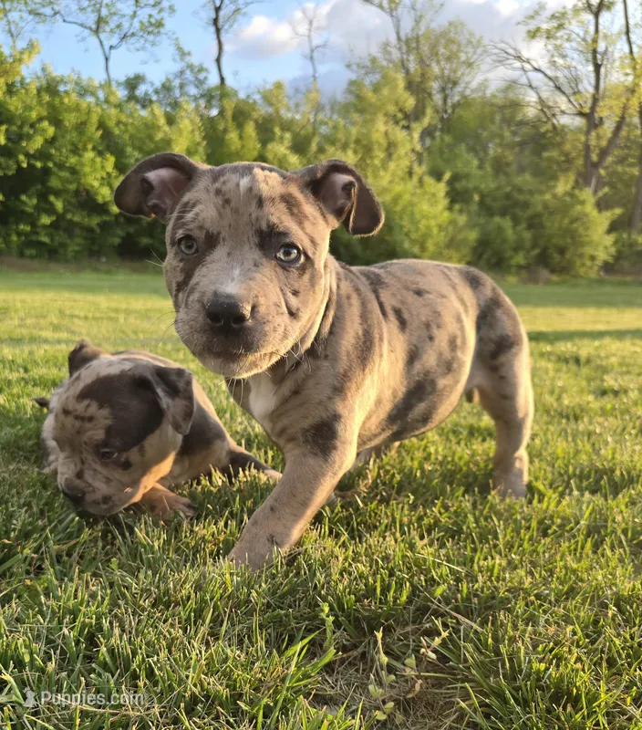 Princess  – American Bully puppy for sale in West Milton, OH